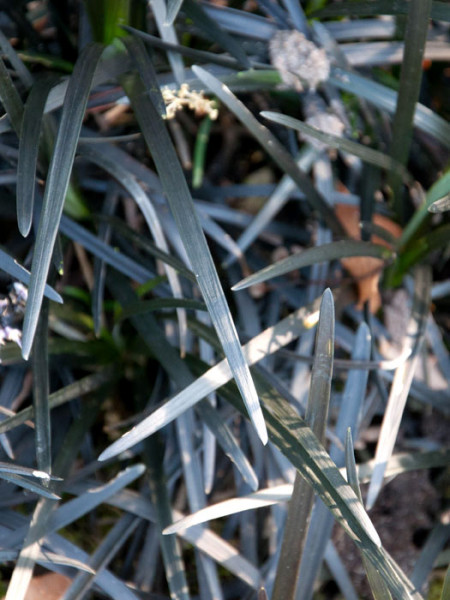 Ophiopogon planiscapus &#039;Niger&#039;, Schwarzer Schlangenbart