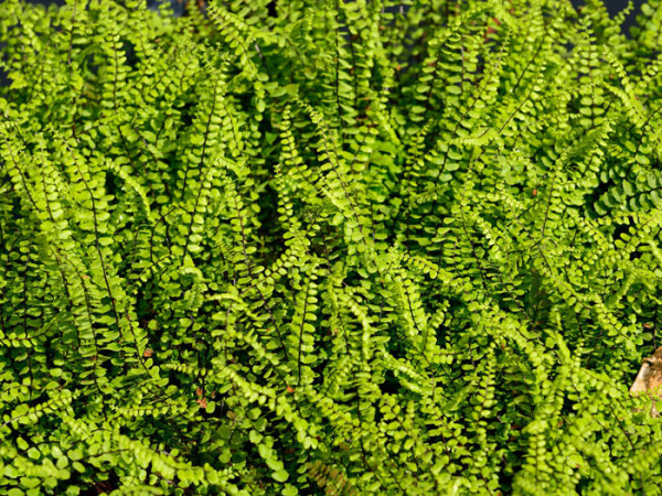 Asplenium trichomanes, (M) Mauerfarn, Steinfeder-Farn, brauner Streifenfarn