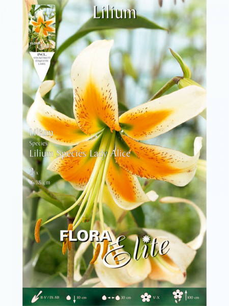 Lilie &#039;Lady Alice&#039;, Lilium (Art.Nr. 5217896)