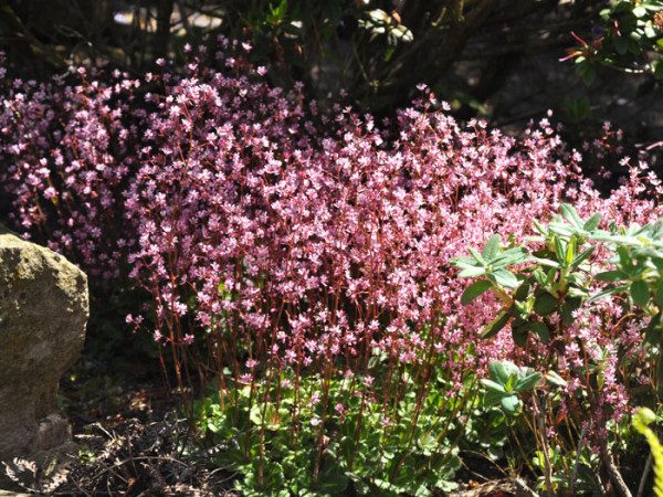 Saxifraga x urbium (Syn. umbrosa), Porzellanblümchen