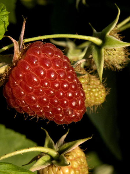 Sommerhimbeere &#039;Schönemann&#039;