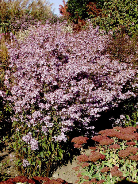 Aster cordifolius &#039;Ideal&#039;, Schleier-Aster, Wald-Aster