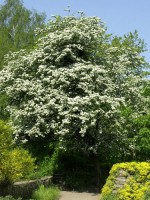 Crataegus monogyna, Eingriffliger Weißdorn