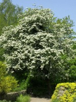 Crataegus monogyna, Eingriffliger Weißdorn