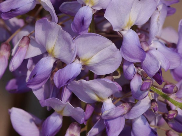 Violette Einzelblüte des Blauregens Prolific