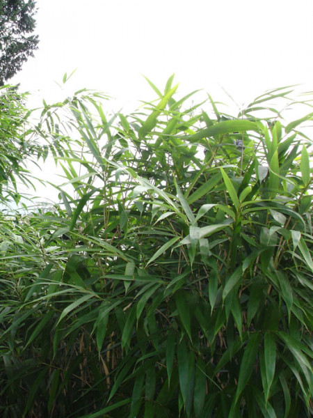 Pseudosasa japonica, Pfeil-Bambus
