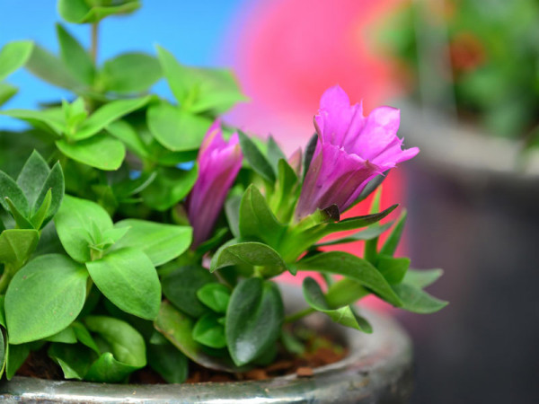 Gentiana makinoi `Little Pinkie´, Japanischer Enzian