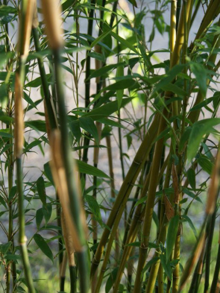 Fargesia denudata &#039;Lancaster&#039;, Überhängender Bambus, Wasserfall-Bambus