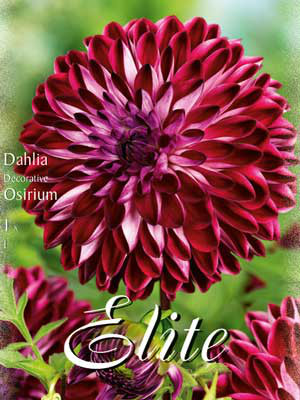 Schmuck-Dahlie 'Osirium', Dahlia (Art.Nr. 520178)