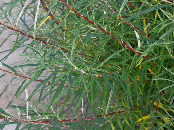 Salix rosmarinifolia, Rosmarinweide