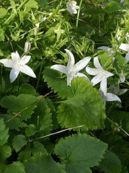 Campanula poscharskyana &#039;Silberregen&#039; (M), Hängepolster-Glockenblume, Gartenglockenblume