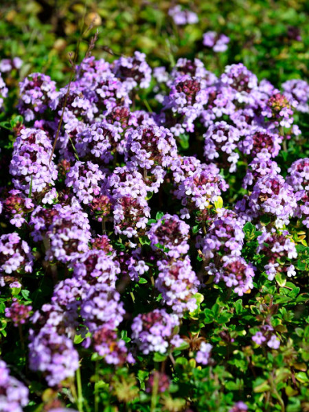 Thymus doerfleri &#039;Bressingham Seedling&#039; (M), Polster-Thymian