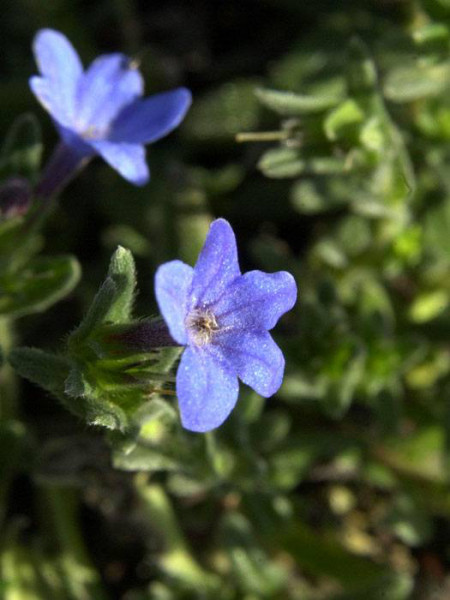 Glandora diffusa &#039;Heavenly Blue&#039;, Südlicher Steinsame, blauer Steinsame