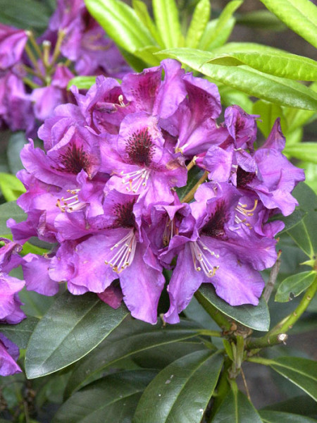 Rhododendron &#039;Rasputin&#039;