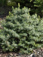 Picea omorika 'Nana', Serbische Kegel-Fichte