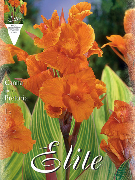 Canna &#039;Pretoria&#039;, Canna indica (Art.Nr. 520966)