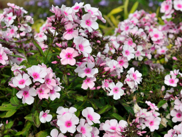 Phlox paniculata &#039;Bright Eyes&#039; (M), Flammenblume, Sommerphlox