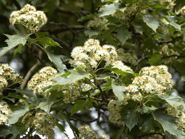 Elsbeere, Sorbus torminalis