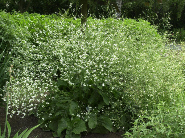 Crambe cordifolia, Meerkohl, Riesen-Schleierkraut