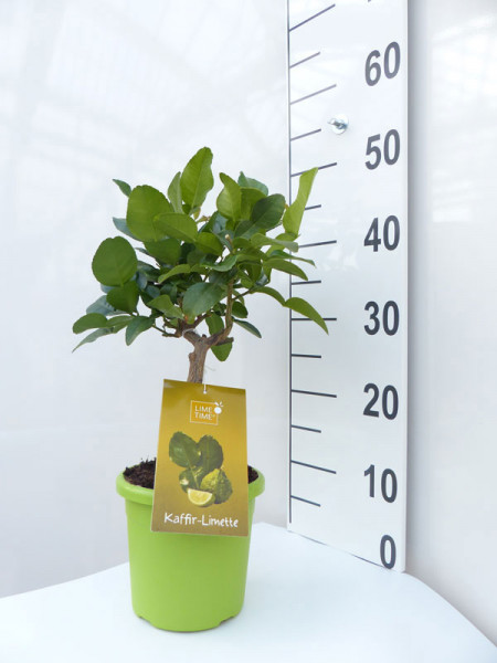 Limettenbaum &#039;Kaffir-Limette&#039; - Lime Time®