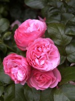 Rose Leonardo da Vinci ® - Meilland