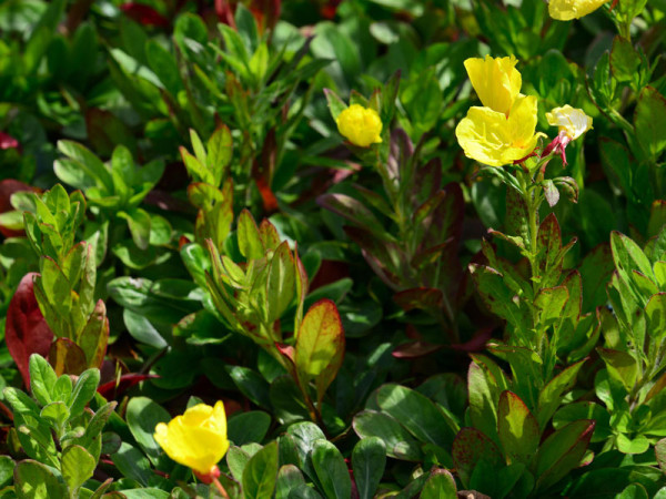 Oenothera pilosa `Yella Fella´, Nachtkerze