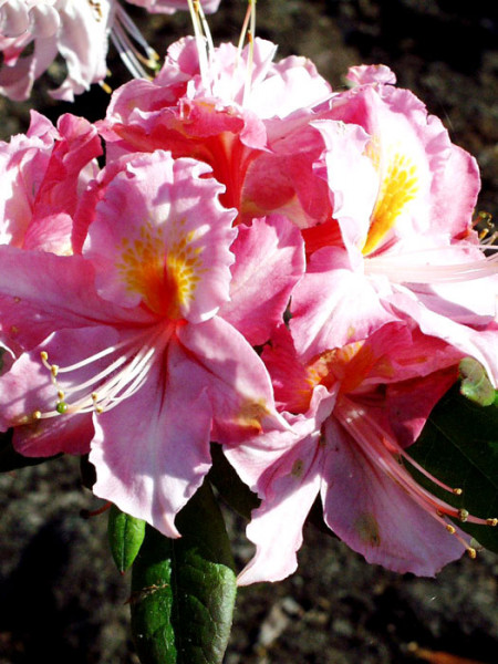 Rhododendron luteum 'Raimunde', sommergrüne japanische Gartenazalee
