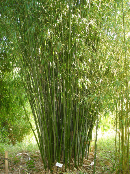 Phyllostachys rubromarginata, Knospen-Bambus