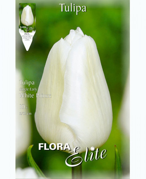 Einfache frühe Tulpe &#039;White Prince&#039; (Art.Nr. 5951280)