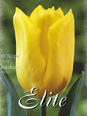 Triumph-Tulpe &#039;Yokohama&#039; (Art.Nr. 595264)