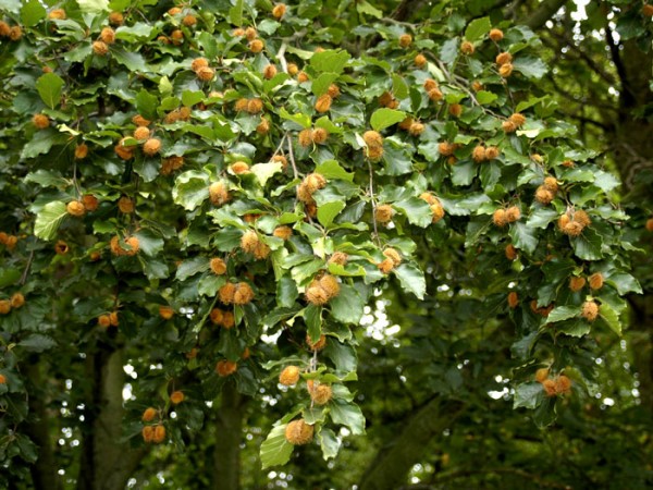 Fagus sylvatica Samen