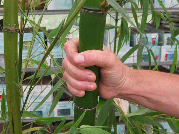 Phyllostachys vivax &#039;Mc Clure&#039;, Großer Elegant-Bambus