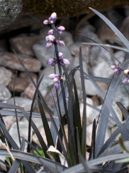 Ophiopogon planiscapus &#039;Niger&#039;, Schwarzer Schlangenbart