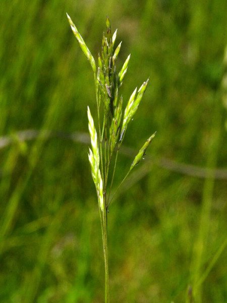 Festuca gautieri (scoparia) &#039;Pic Carlit&#039;, Kleiner Bärenfell-Schwingel