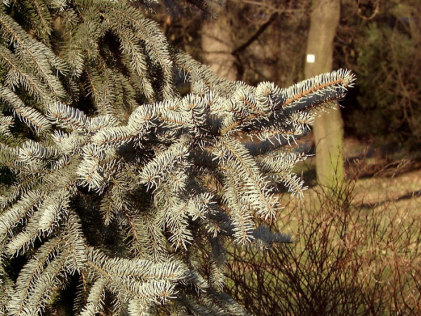 grau-blaues Nadelwerk der Blaufichte 'Glauca'