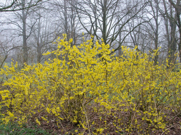 Forsythia intermedia Spectabilis, Goldglöckchen, Forsythie