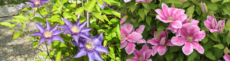 clematis-kat