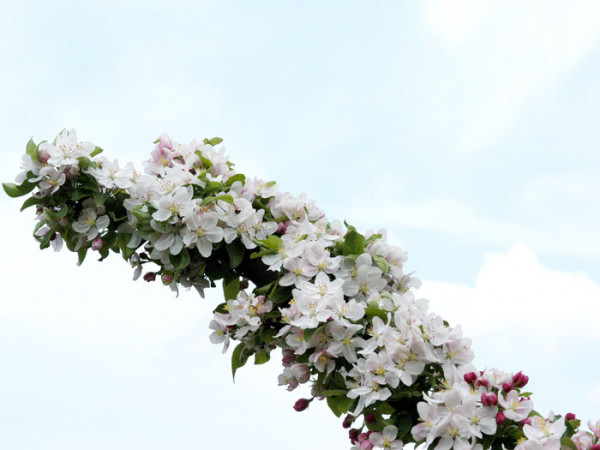 Zierapfel Golden Hornet Blüte