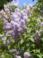 Syringa vulgaris, Wildflieder, Gemeiner Flieder