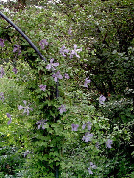 Clematis &#039;Prince Charles&#039;