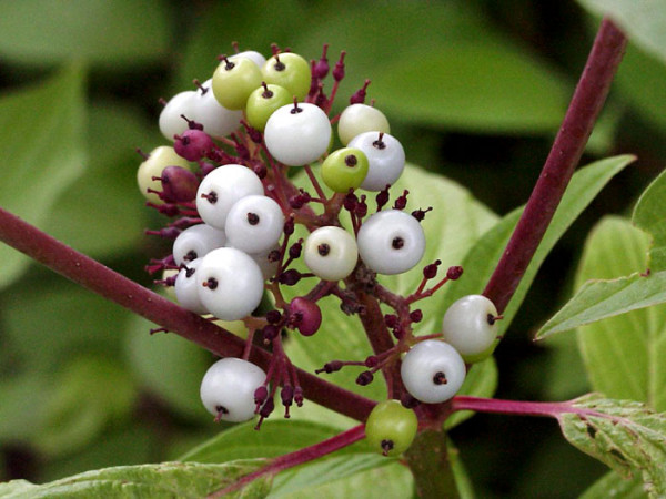 Cornus alba, Weißer Hartriegel