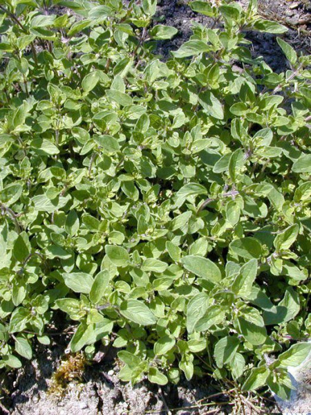 Scharfer Oregano, Origanum vulgare &#039;Hot and Spicy&#039;