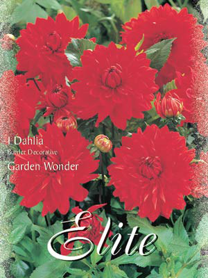 Beet-Dahlie &#039;Garden Wonder&#039;, Dahlia (Art.Nr. 520386)