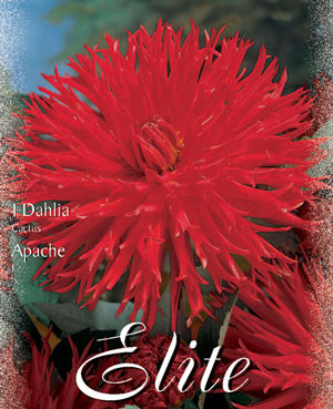 Kaktus-Dahlie &#039;Apache&#039;, Dahlia (Art.Nr. 520004)