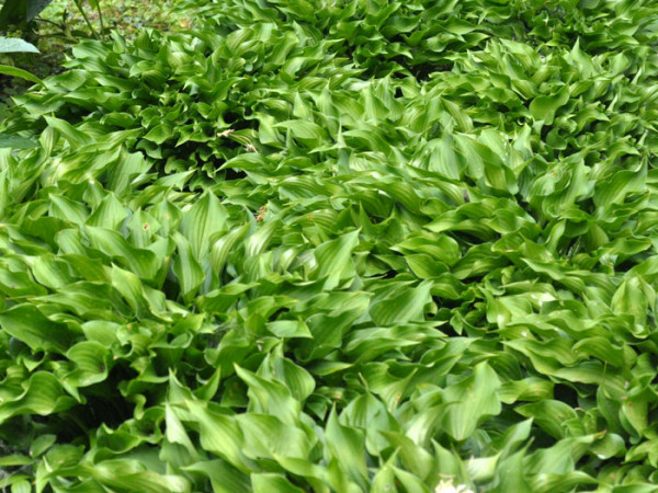 Hosta sieboldii &#039;Harry van Trier&#039;, Siebold-Funkie, Herzblattlilie