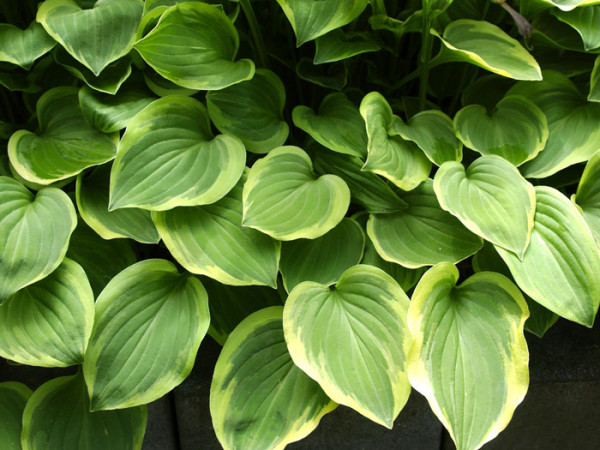 Hosta nakaiana &#039;Golden Tiara&#039; (M), Kleine Goldrand-Funkie, Herzblatt-Lilie