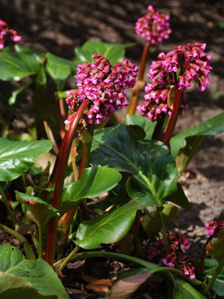 Leicht hängende Blüten der Bergenie 'Admiral'