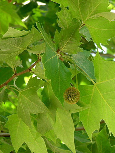 Platanus hispanica &#039;Alphens Globe&#039;, Kugelplatane - Hochstamm