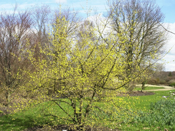 Junger japanischer Arzneihartriegel während der Blüte