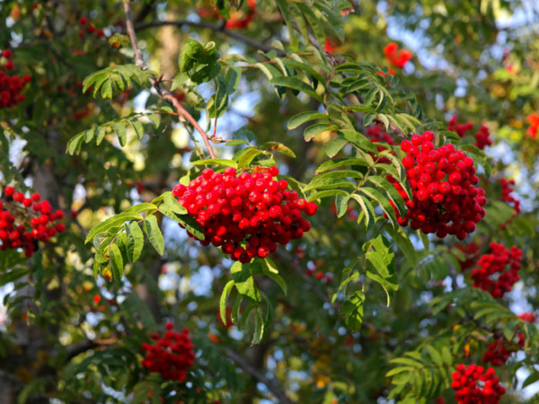 Sorbus aucuparia &#039;Edulis&#039;, Mährische (essbare) Eberesche